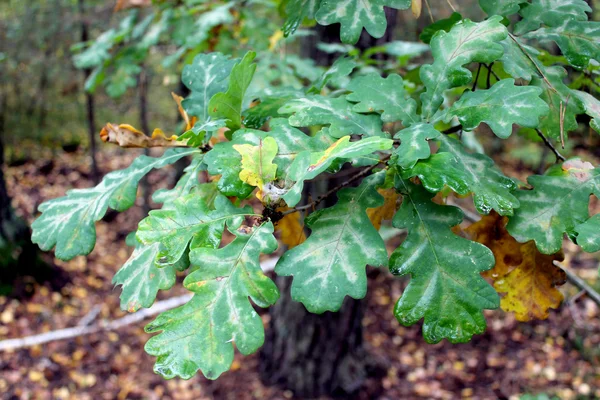 Oak's leaves on the branch — Stock Photo, Image