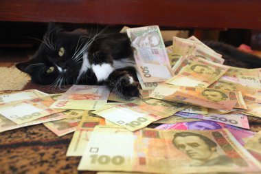 Ukraynalı para ile halı üzerinde yalan kedi