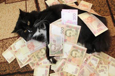 Ukraynalı para ile halı üzerinde yalan kedi