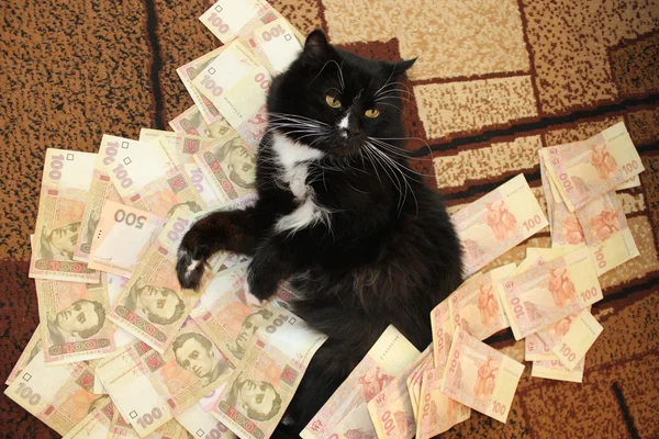 Кот лежит на ковре с украинскими деньгами — стоковое фото