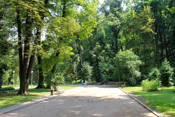 Тропа в парке с большими деревьями — стоковое фото