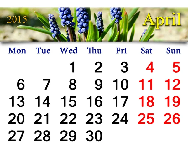 Calendário para maio de 2015 ano com muscari — Fotografia de Stock