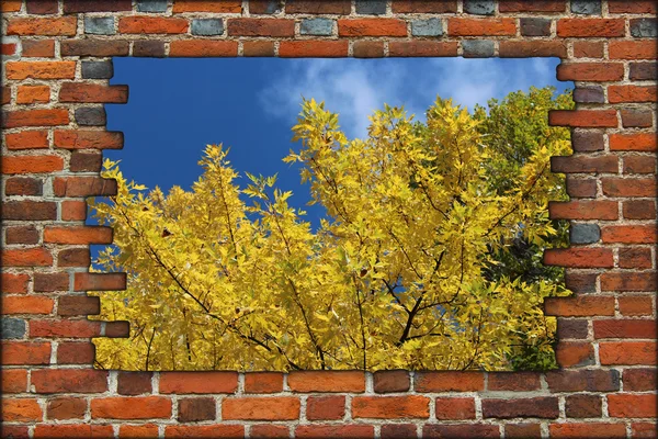 Pared de ladrillo roto y vista al árbol amarillo de otoño — Foto de Stock