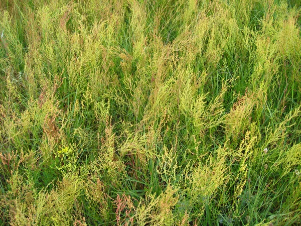 Dickicht von hohem grünen Gras auf dem Feld — Stockfoto
