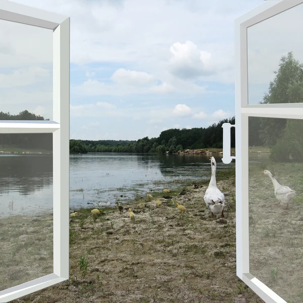 Открытое окно в летнюю реку с птицей — стоковое фото