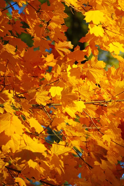 Gele bladeren in de herfst-structuur — Stockfoto