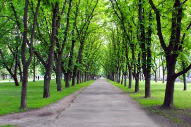 Birçok yeşil ağaçlar ile güzel park