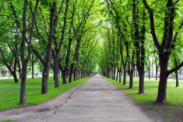 Taman indah dengan banyak pohon hijau — Stok Foto