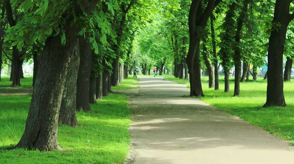 Piękny park z wielu zielonych drzew — Zdjęcie stockowe