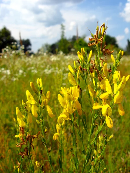 Janowiec tinctoria — Zdjęcie stockowe