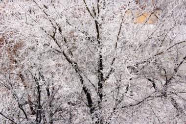 Hoarfrost ağaçlarının dalları üzerinde