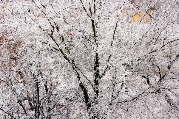 Hoarfrost nos ramos das árvores — Fotografia de Stock