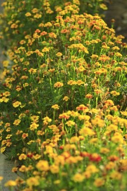 tagetes güzel bir çiçek