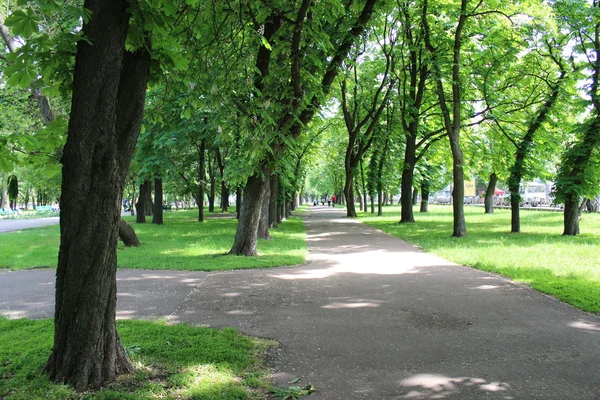 Парк с большим количеством зеленых деревьев — стоковое фото