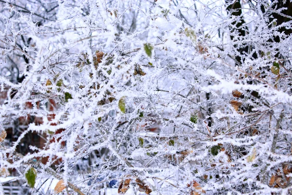 Hoarfrost fabuloso nas árvores — Fotografia de Stock