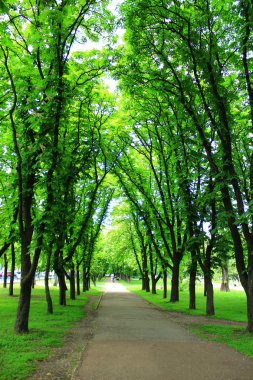 Birçok yeşil ağaçlar ile güzel park