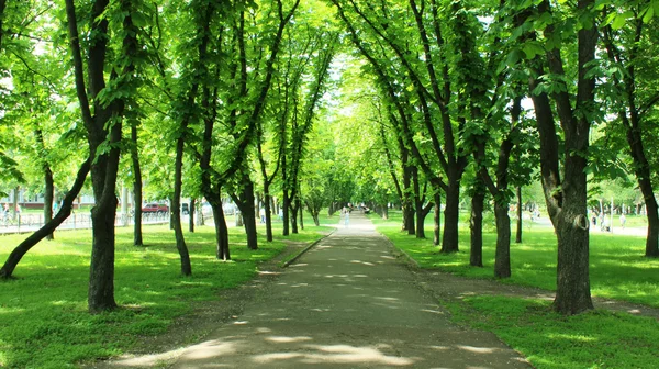 美しい公園には多くの緑の木々 — ストック写真