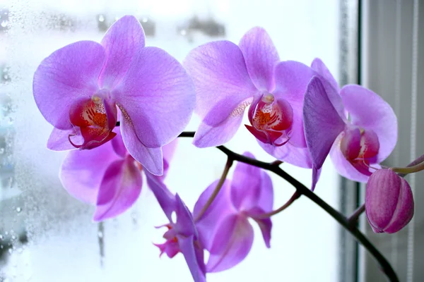 Duża gałąź kwitnąca różowa orchidea — Zdjęcie stockowe