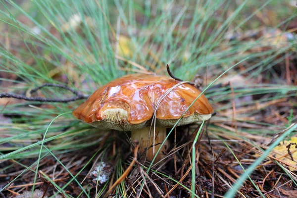 Bonito cogumelo Suillus na grama — Fotografia de Stock