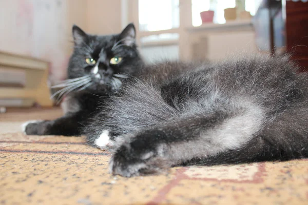 Черный кот, спящий на ковре — стоковое фото