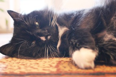 Kara kedi namlu Close-Up