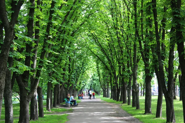 Piękny park z wielu zielonych drzew — Zdjęcie stockowe