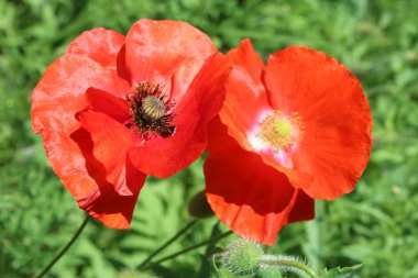  Kırmızı gelincik güzel çiçekler