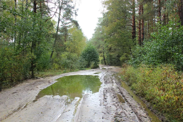 Forest road with big pool after rain — Stock Photo, Image