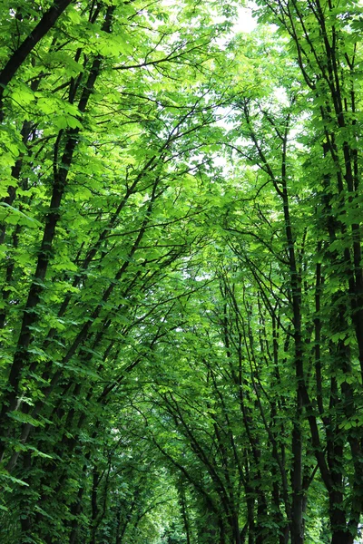 Bei grandi alberi verdi — Foto Stock