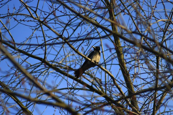 Corbeau à capuchon sur la branche de l'arbre — Photo