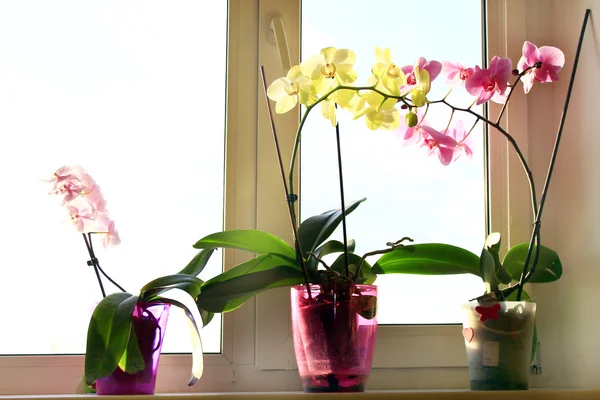 Tres orquídeas florecientes diferentes en las macetas —  Fotos de Stock