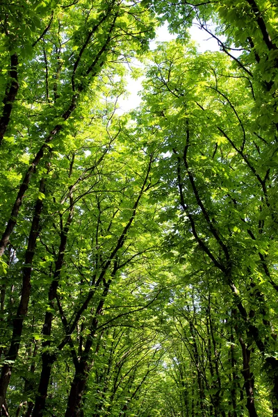 Bei grandi alberi verdi — Foto Stock