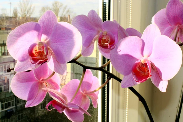 Hermosa rama de la floreciente orquídea rosa — Foto de Stock