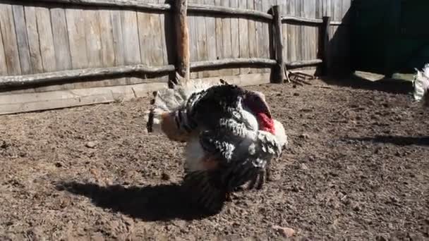 dindes dans le village 