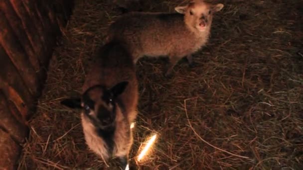 Moutons dans la stalle — Video