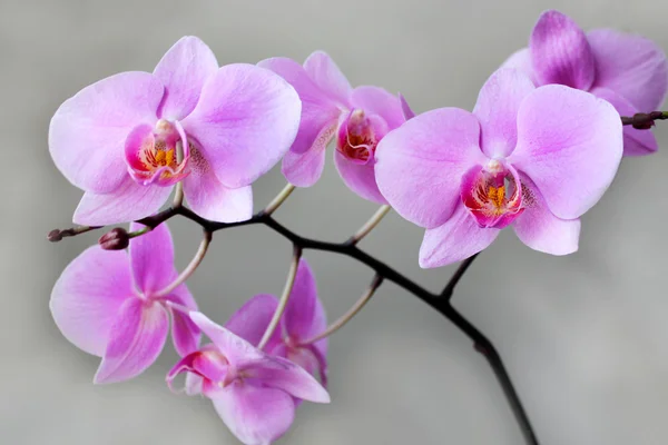 ピンクの花の美しい枝蘭 — ストック写真
