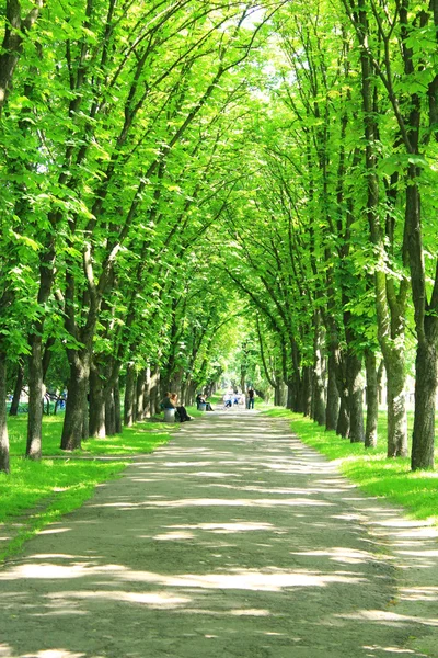 Parque con árboles verdes — Foto de Stock