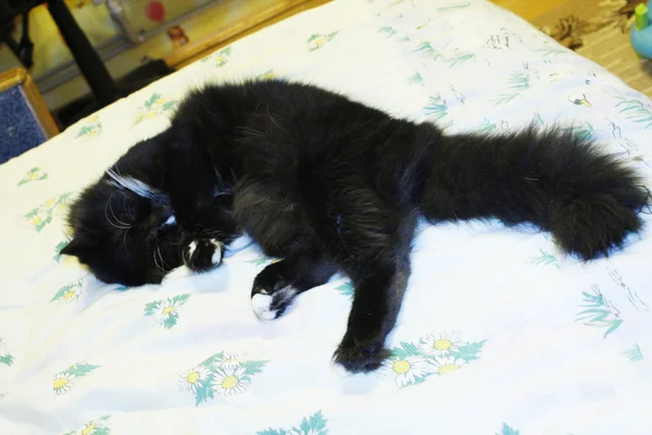 Gato acostado propenso en la cama —  Fotos de Stock