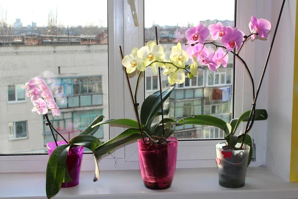 Három többszínű virágzó orchideák ablak parapetjére — Stock Fotó