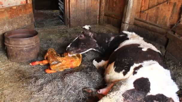 Koe likken schoon zijn gewoon pasgeboren kalf — Stockvideo