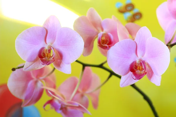 Orquídea rosa florescendo — Fotografia de Stock