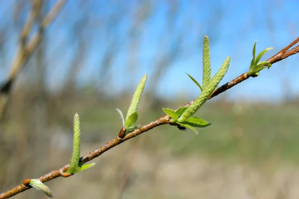 Юные ростки ивы весной — стоковое фото