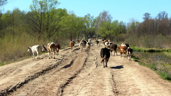 Vacas que regresan de los pastos — Foto de Stock