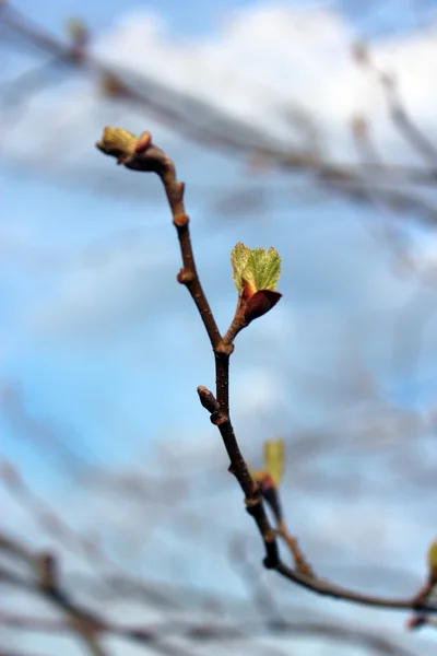 Brotos jovens de uma árvore na primavera — Fotografia de Stock