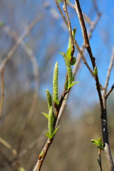 Jonge spruiten van een wilg in het voorjaar — Stockfoto
