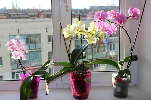 Három különböző virágzó orchideák virágtartók — Stock Fotó