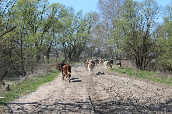 Корови повертаються з пасовища — стокове фото