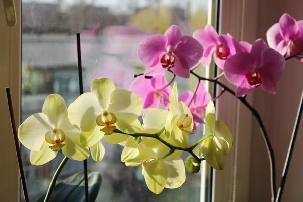 在窗户上的粉红色和黄色的兰花 — 图库照片