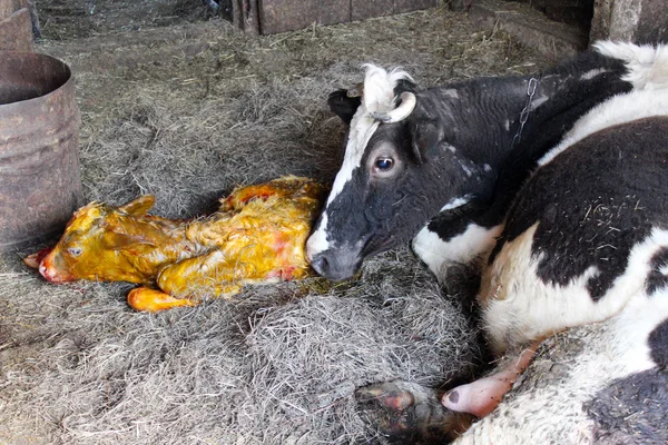 Ternero y vaca recién nacidos — Foto de Stock