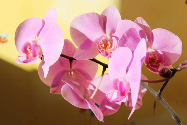 Rama de la orquídea rosada floreciente — Foto de Stock